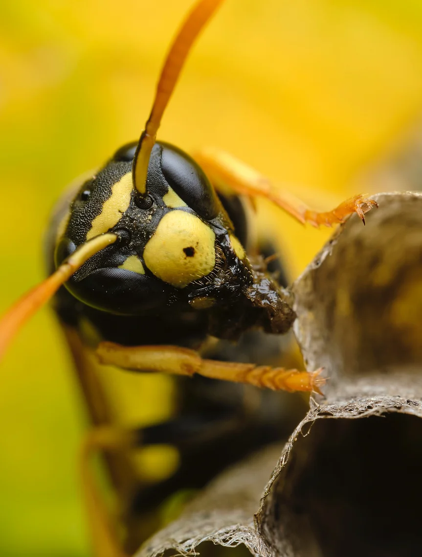 Darázsirtás Veszprém megye